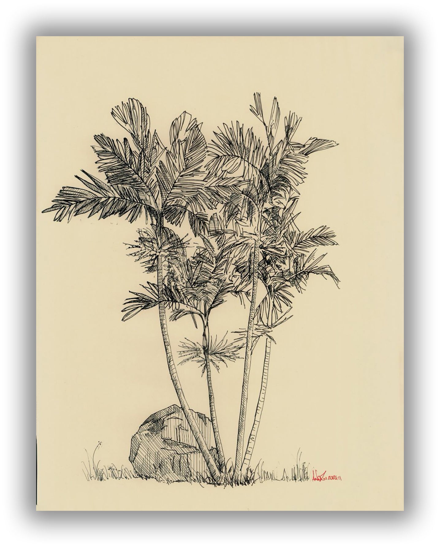 Ptychosperma
