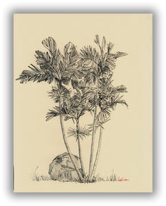 Ptychosperma