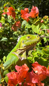 Iguane des Petites Antilles –  Iguana Delicatissima
