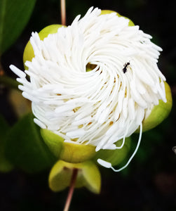 Fleur de Boulier Commun – Cynophalla flexuosa