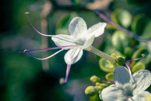 Clorodindron sauvage – Volkameria aculeata