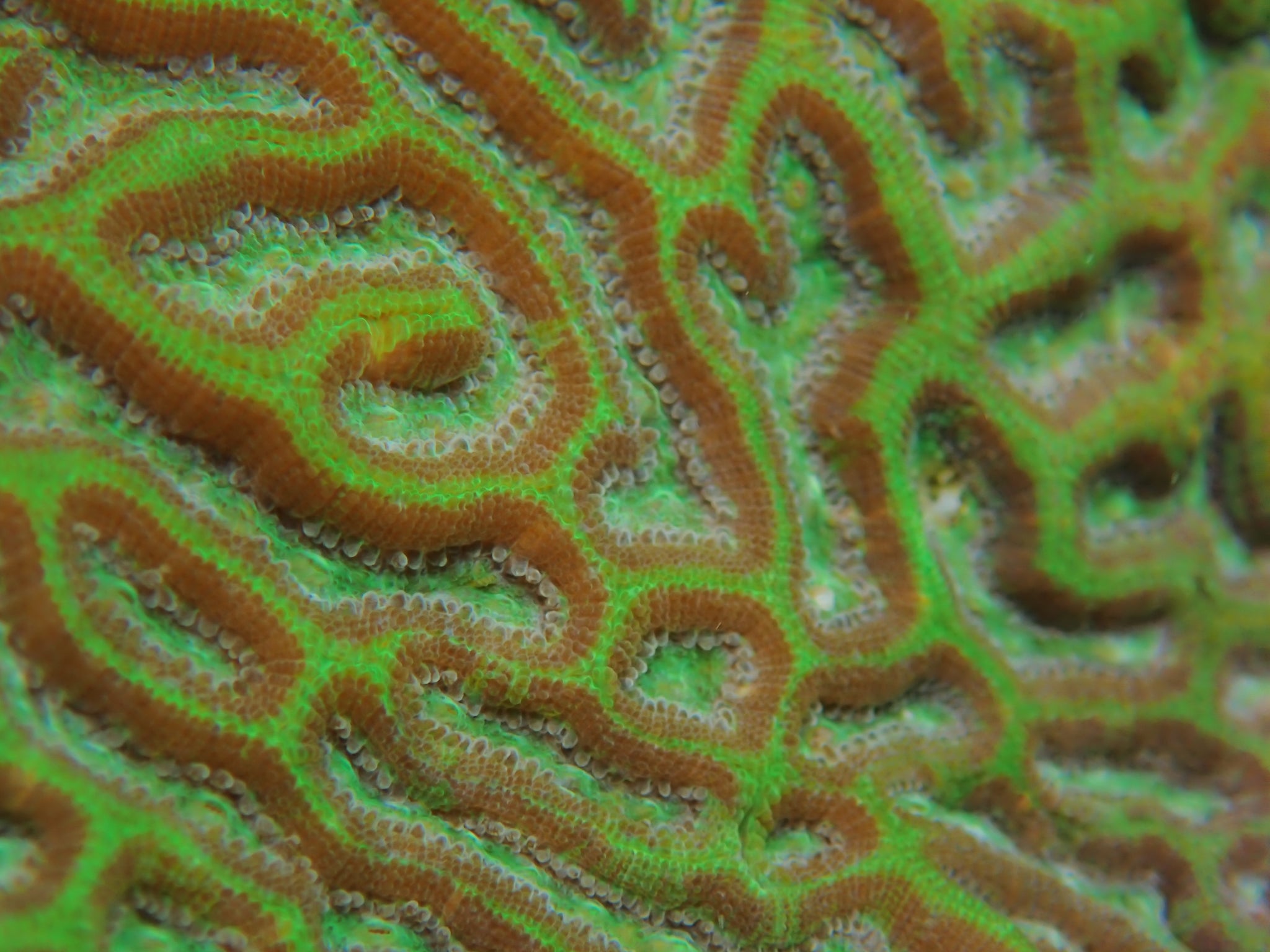 Corail-cerveau symétrique - Pseudodiploria strigosa