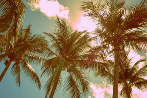 Palm Trees 5