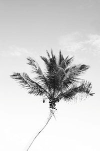 Palm Trees 7