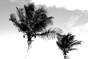 Palm Trees 6