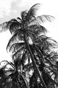 Palm Trees 8