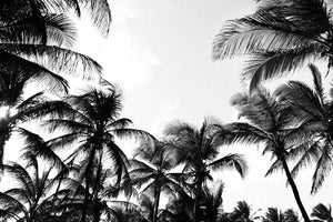 Palm Trees 4